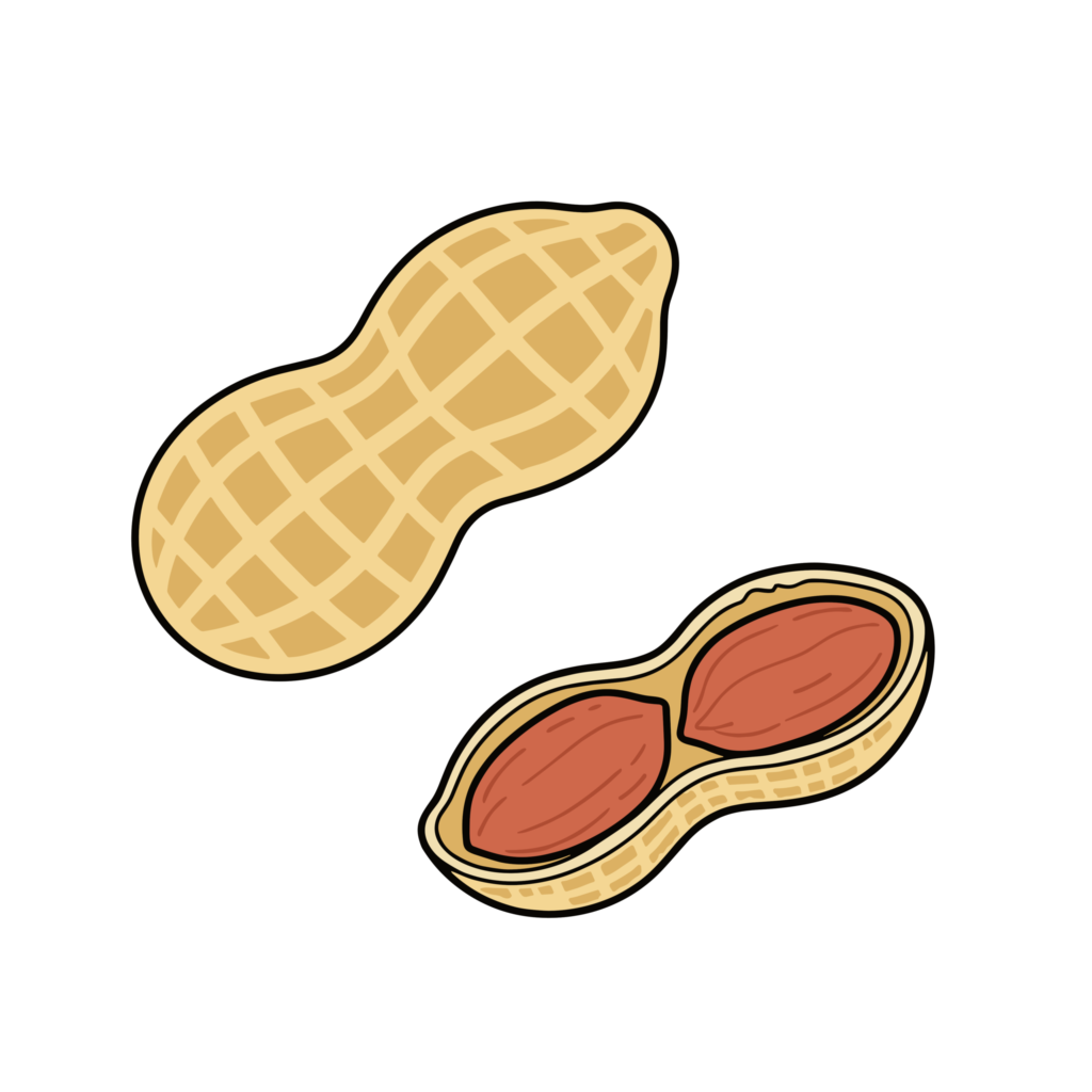 殻付きと中身のピーナッツをセットで描いたかわいい落花生のイラスト