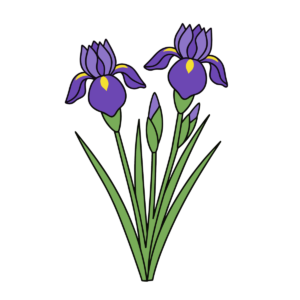 紫色のあやめの花を描いたかわいいイラスト。春に簡単に使える背景透過素材です。