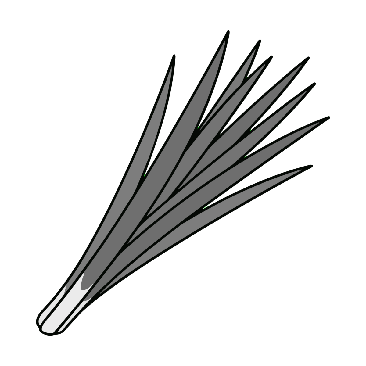 菖蒲の葉（束ねたもの）のイラスト無料ダウンロード（モノクロ）